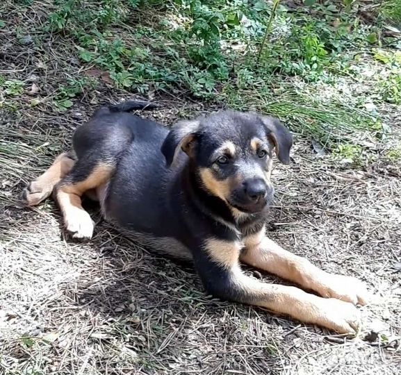 Будущая охрана - 1.5 мес