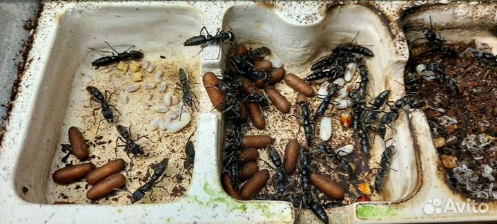 Муравей пуля (Paraponera clavata)