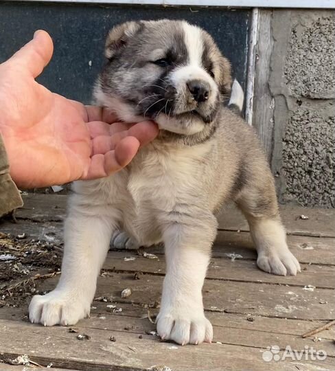 Среднеазиатская овчарка алабай щенок