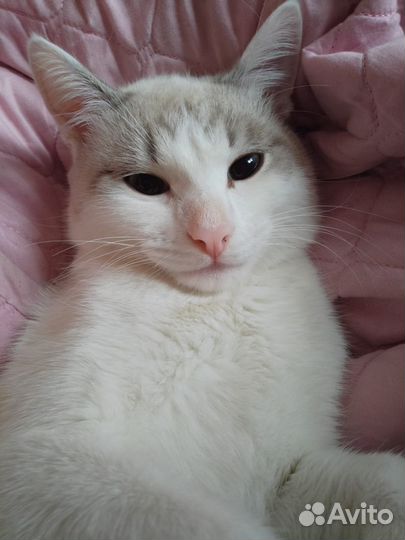 Отдам котят