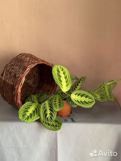 Маранта Mariesela d12