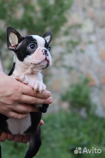 Бостон терьер