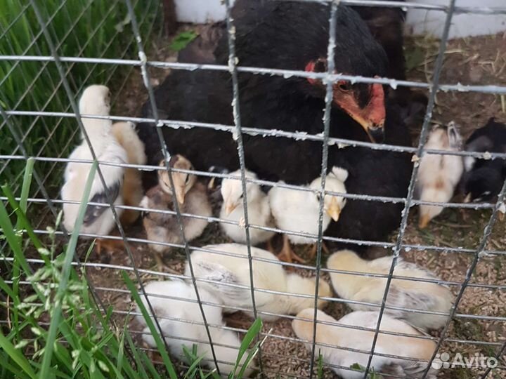 Петухи бойцовые о Шамо