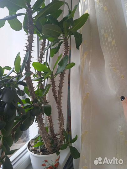 Молочай миля Эуфорбия