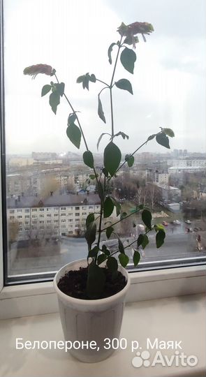 Комнатные цветы