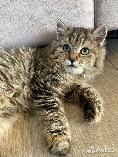 Кошка или котик