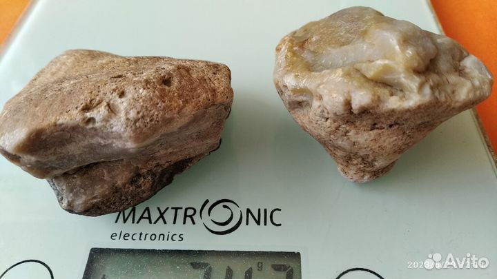 Морской ящер мозазавр. Окаменелые останки