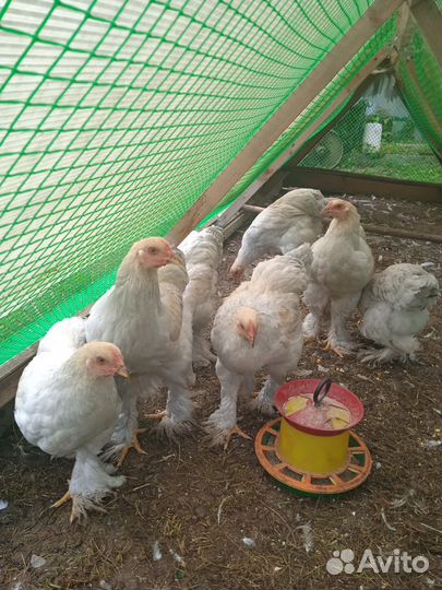 Петушки брама