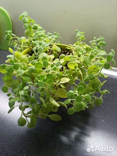 Спатифиллум, комнатная мята