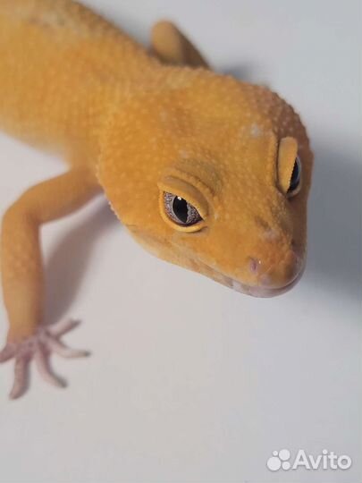 Эублефар вязка