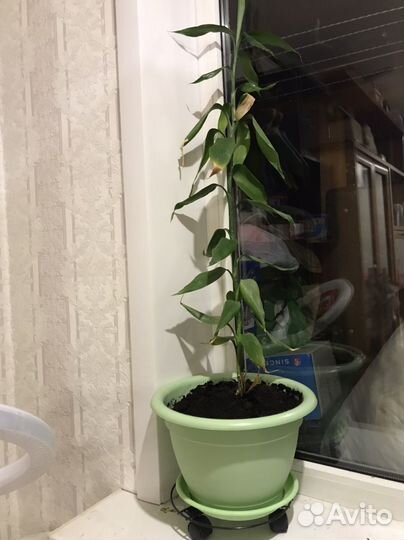 Цветок домашний бамбук