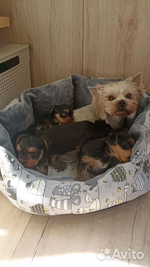 Йоркширский терьер