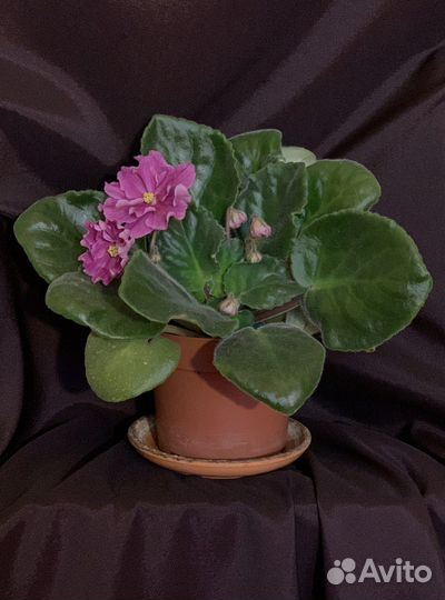 Фиалка (сенполия)