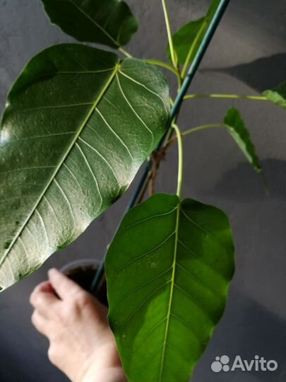 Фикус эдем