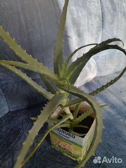 Алоэ можно готовить лекарство