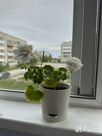 Пеларгония герань