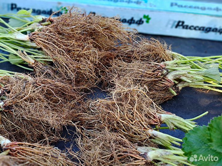 Рассада клубники. Оптом от 128 шт