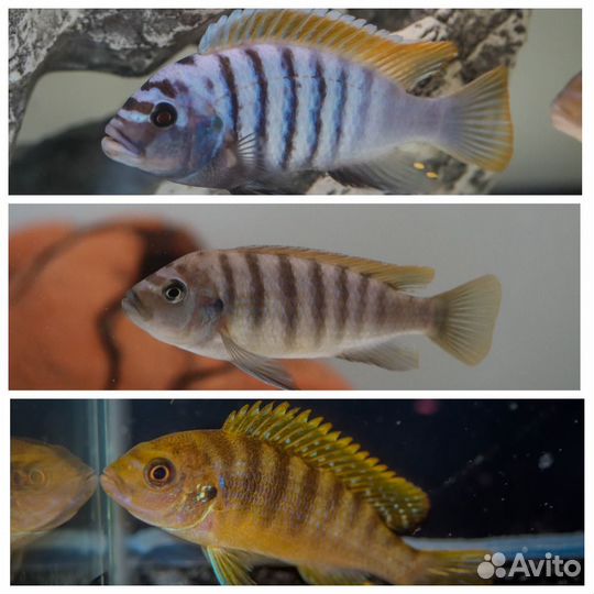 Аквариумные рыбки - цихлиды Малави