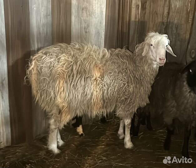 Курдючные бараны