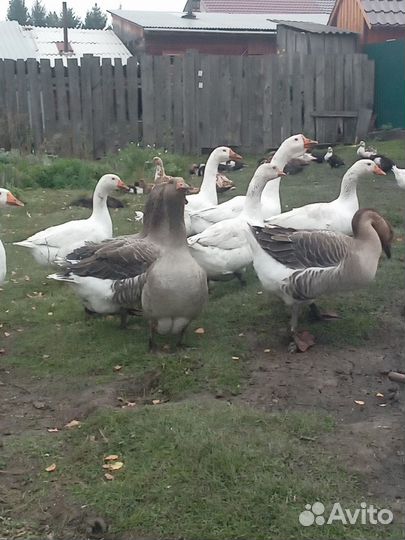 Гусь крупный серый (благовар)