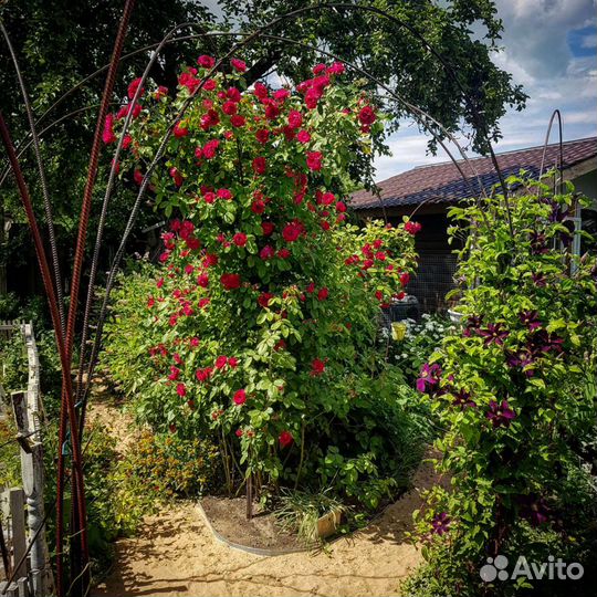 Саженцы многолетников из своего сада