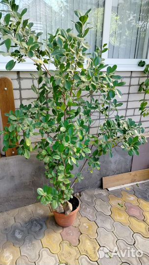 Фикус бенджамина