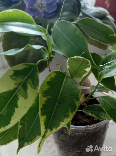 Комнатные цветы.Фикусы, алоэ, гибискус, фиалки