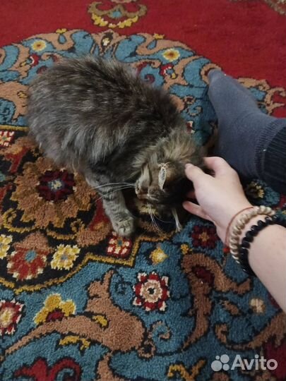 Котенок котята кот