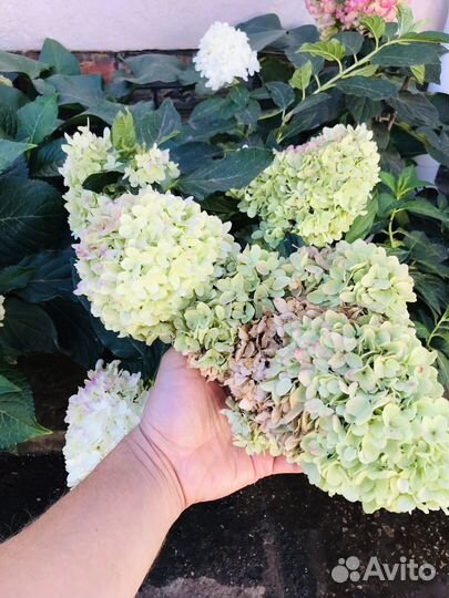 Гортензия метельчатая, Summer Love