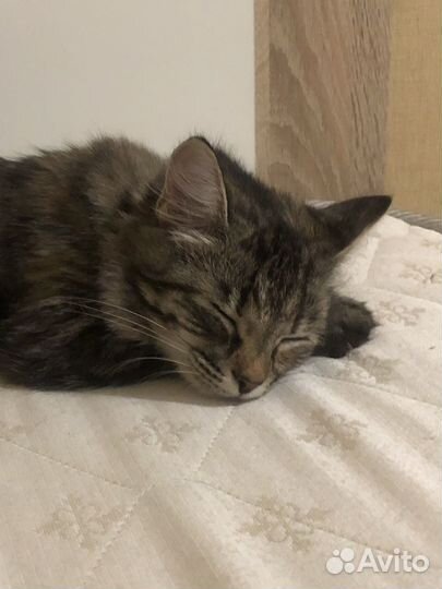 Отдам кошку в добрые руки