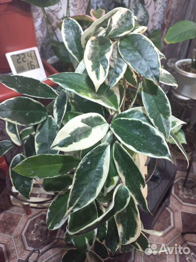 Хойи укорененные и срезом