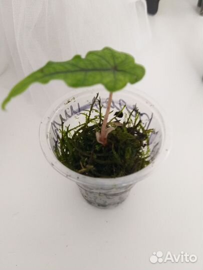 Алоказии,нобилис, ниндзя