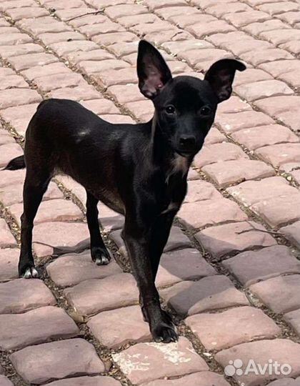 Ксолоицкуинтли, мексиканская голая собака