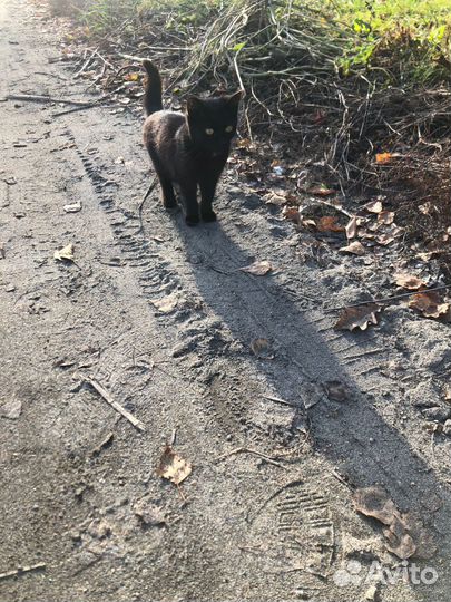 Котик мурлыка