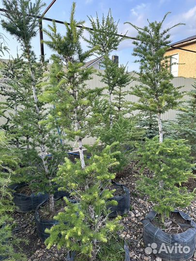 Лиственница сибирская