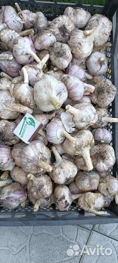 Чеснок