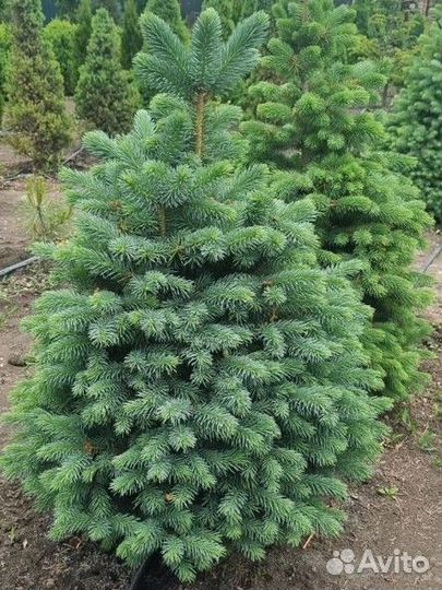 Ель (разные сорта)