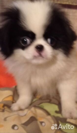 Японский хин