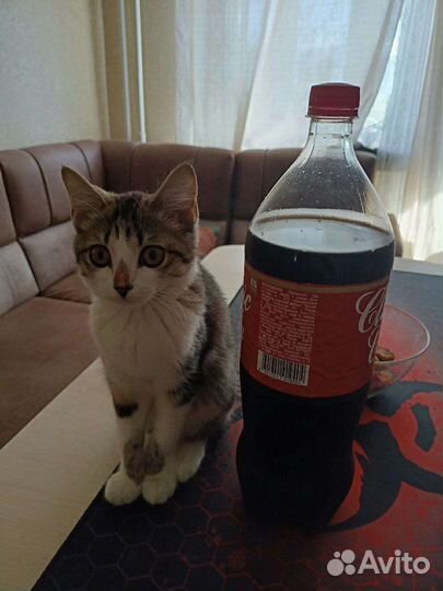 Кошечка в добрые руки