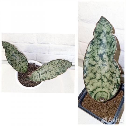 Редкие, вариегатные, коллекционные Сансевиерии