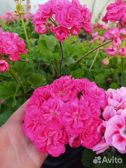 Пеларгония герань сортовая