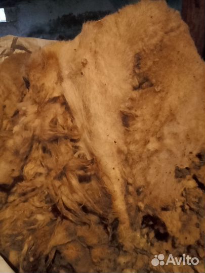 Баранья шерсть