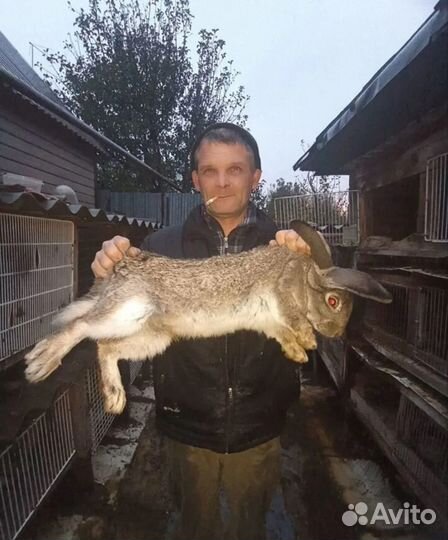 Кролики серый великан