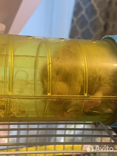 Передержка мелких грызунов