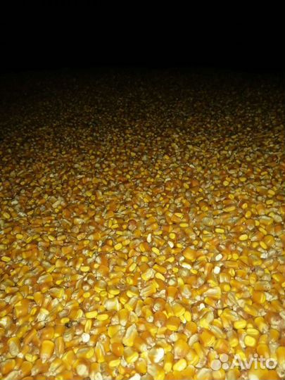 Кукуруза зерно