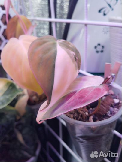 Филодендрон миканс Пинк триколор