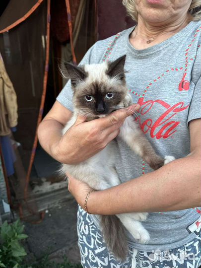 Сиамский котенок