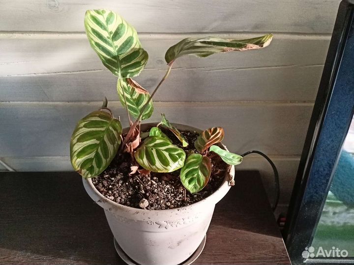 Комнатные растения