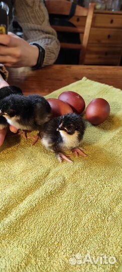 Инк. яйцо сильверудд блу, цыплята