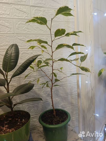 Комнатные растения